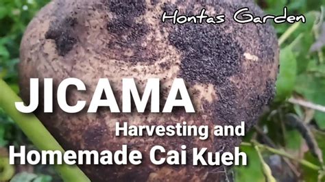 Jicama Mang Kwang Harvesting And Homemade Cai Kueh 沙葛收成和自制菜包糕 Youtube