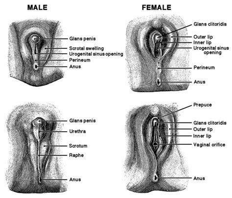 Genital Mutilation Of Girls And Women Psychology Today