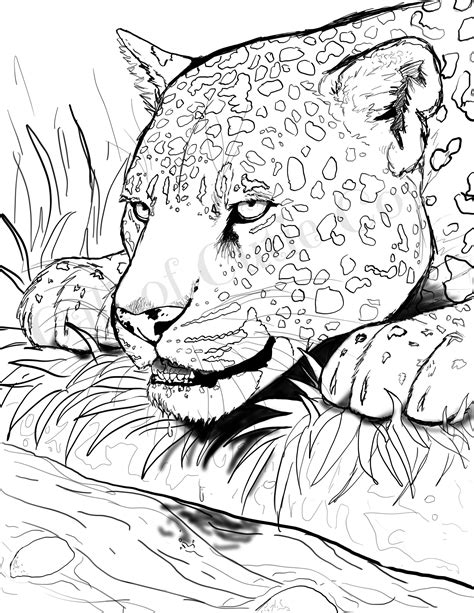 jaguar coloring page animal coloring page etsy uk