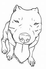 Pitbull Pit Wolfie Undead Argentin Pitbulls Orig06 Dogue Draw Lapiz Malvorlagen Coloringfolder Bully Pitty Sie Tatuajes sketch template