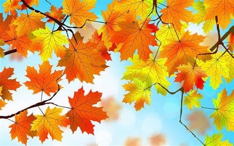 autumn leaves hd  resolution hd  wallpapers images