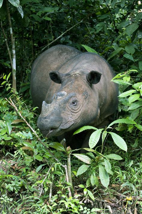 sumatran rhino endangered species animal planet