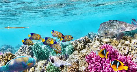 download 6600 koleksi wallpaper pemandangan bawah laut gambar hd terbaik