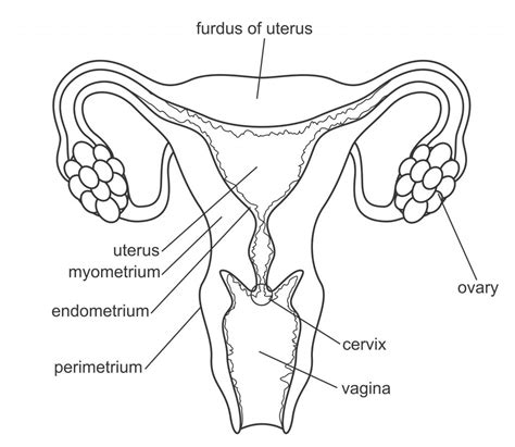 Anatomy Of The Vagina Multi Gyn Com Mt