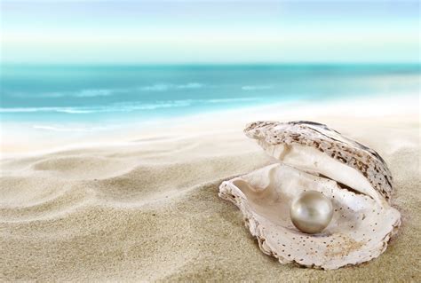 pearl   shell wallpapers high quality