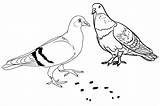 Coloring Pigeon Eating Ground Food Pages Most Kids Beautiful sketch template