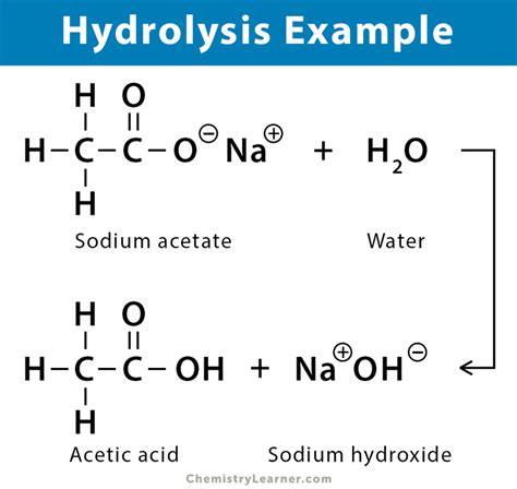 hydrolysis facts  kids