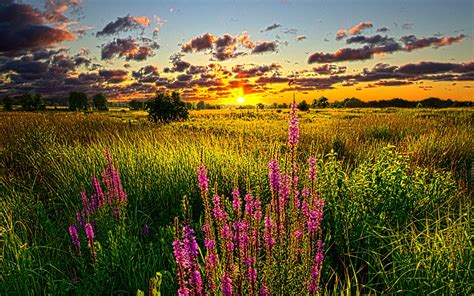 summer sunset   field wallpapers  images wallpapers pictures