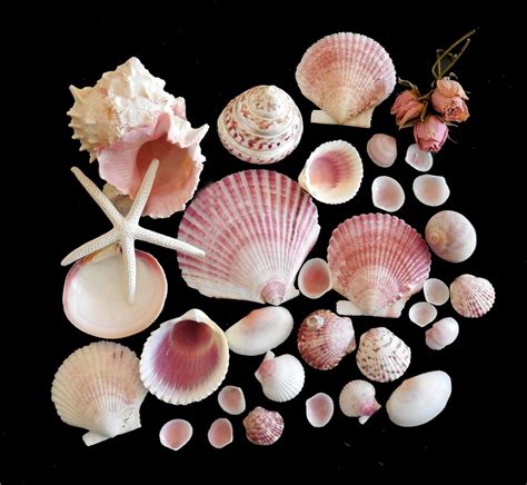 pink seashells  pcs florida sea shell collection beach etsy