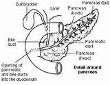 Pancreas Liver Pancreatitis Duct Sketchite Brain Gallbladder sketch template