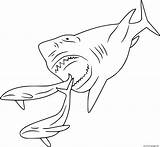 Megalodon Whales Sharks Gcssi sketch template