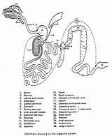 Digestive System Coloring Getcolorings sketch template