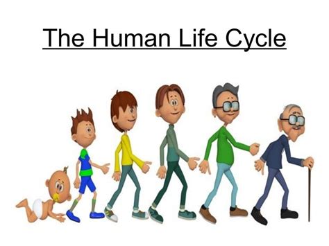 human life cycle  vector art   downloads vrogueco