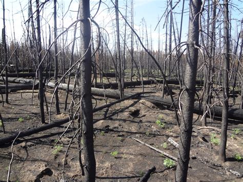 thrive  fail examining forest resilience   face  fires