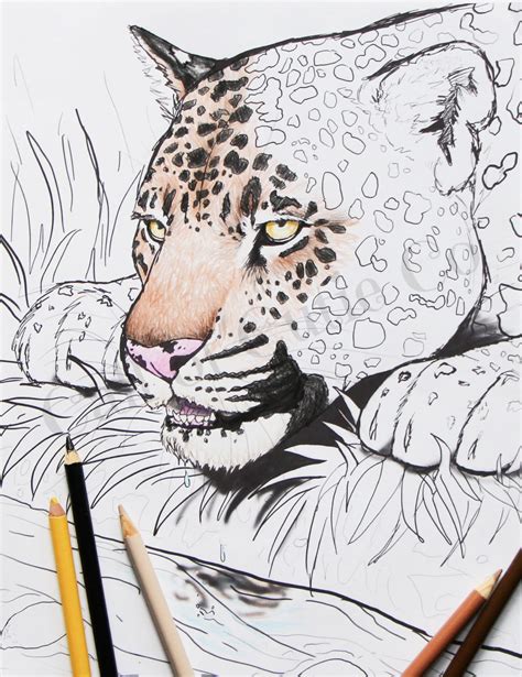 jaguar coloring page animal coloring page etsy