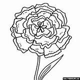 Coloring Carnation Liberdade Flowers Cravos Marigold Peony Designlooter Clipartmag Cores Riscos Rabiscos Folhas 57kb 560px sketch template