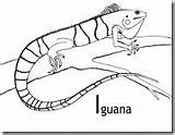 Iguana Iguanas Blogcolorear sketch template