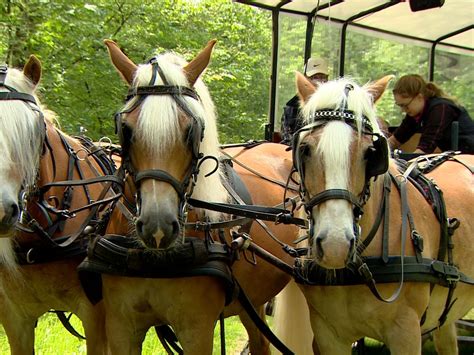 evenement paard en erfgoed verhuist naar frederiksoord rtv drenthe