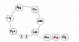 Vasopressin Molecule Arginine Physiology sketch template