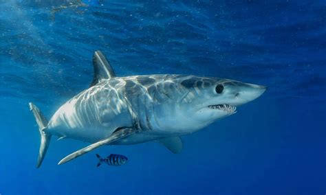 discover  biggest mako shark  caught  georgia