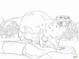 Otter Fischotter Ausmalbilder Otters Supercoloring sketch template