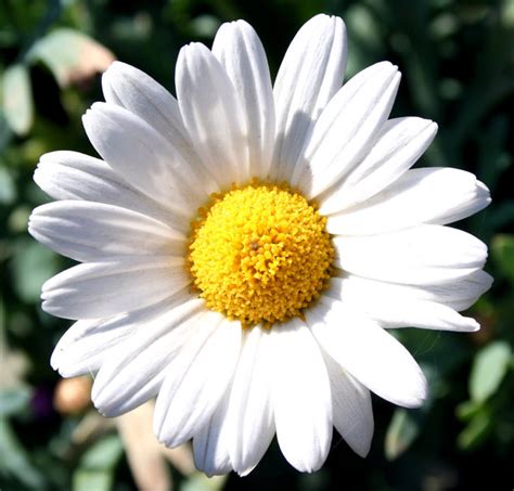 daisy  stock  rgbstock  stock images bies