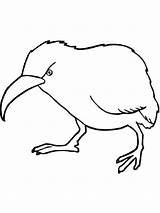 Coloring Kiwi Pages Birds Recommended sketch template