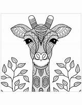 Giraffe Coloring Giraffes Head Pages Adult Color Leaves Kids Children Adults Print Simple Animals Mandalas Printable Justcolor African sketch template