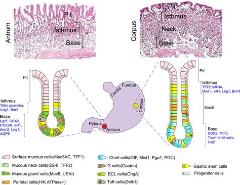 frontiers gastric stem cells physiological  pathological perspectives