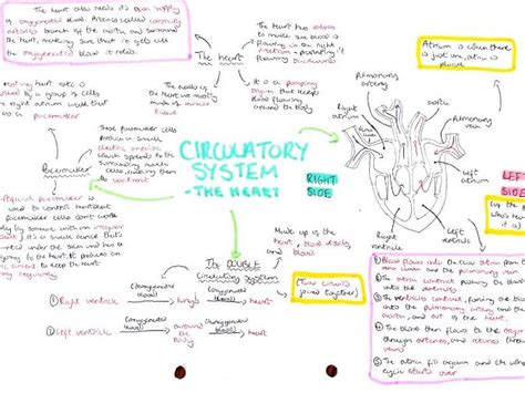 gcse biology revision resources teaching resources