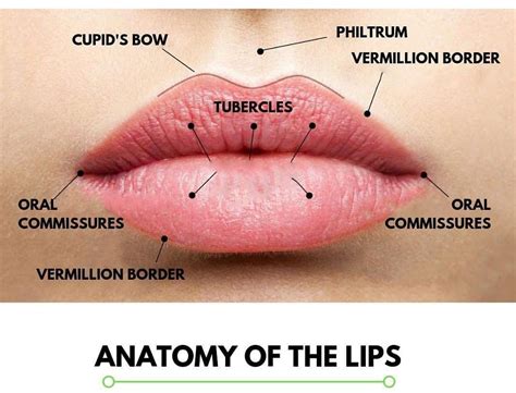 types of lips lip enhancements seamist medspa