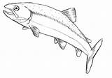Fish Draw Drawing Trout Salmon Drawings Easy Drawn Sketch Simple Cartoon Pencil Tutorial Clipart Looking Central Fisch Seandietrich Sketches Cars sketch template