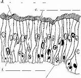 Membrane Cell Columnar Ciliated Overview Epithelium Coloring Spinal Cord Pseudostratified Epithelia Stratified Continue Reading sketch template