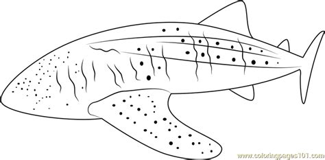 whale shark coloring page  whale coloring pages