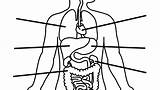 Liver Organs Organ Clipartmag Lungs sketch template