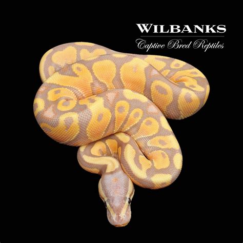 Banana Orange Dream Specter Ball Python By Wilbanks Captive Bred