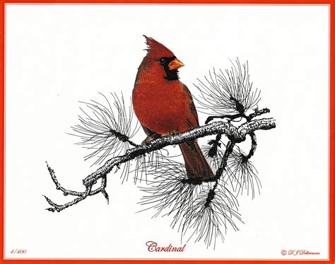 draw  cardinal bird google search bird drawings bird