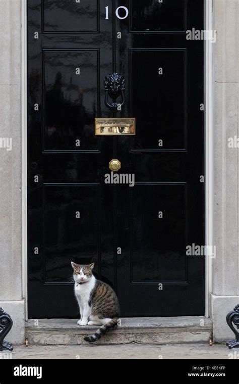 london uk  october  larry  chief mouser   downing street stock photo alamy