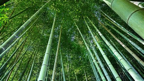 angle view  bamboo  forest kyoto japan windows spotlight images