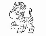 Zebra Coloring African Coloringcrew Animals sketch template