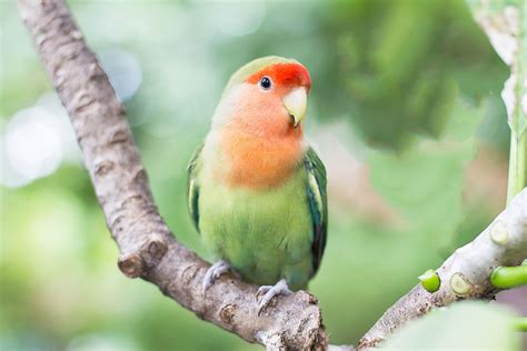 top green parrots    pets