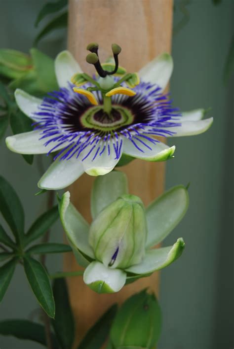 Plants And Flowers Blue Passion Flower