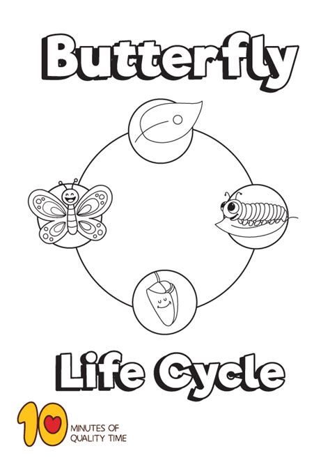 life cycle   butterfly coloring page butterfly coloring page