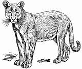 Cougar Mountain Lion Puma Clipart Clip Coloring Cliparts Pages Drawing Line Baby Library Print Panther Animal Clipground Clipartix Comments Domain sketch template