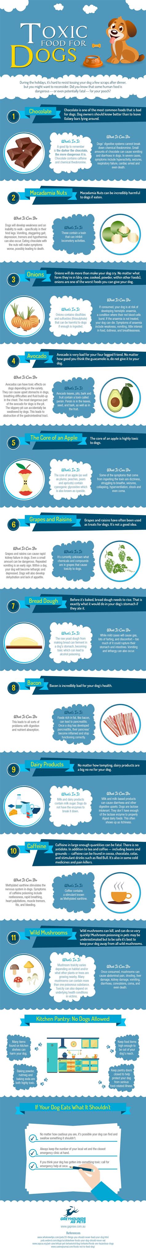 toxic foods   dogs infographic animal bliss dog health tips
