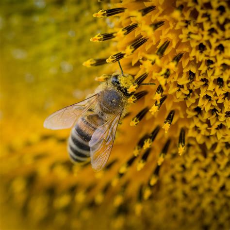 queen bee barnyard bees
