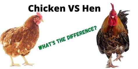 chicken  hen whats  difference hutch  cage