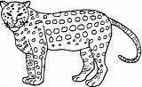 Cheetah Coloring Kids Realistic Coloringbay sketch template