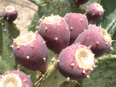 prickly pear facts  health benefits