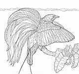 Paradise Coloring Bird Pages Drawing Getcolorings Getdrawings sketch template
